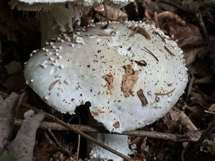 Is Amanita Virgineoides edible?