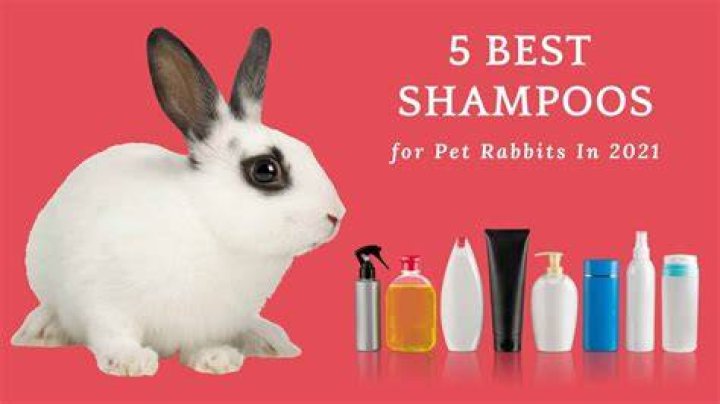 Is human shampoo safe for rabbits?