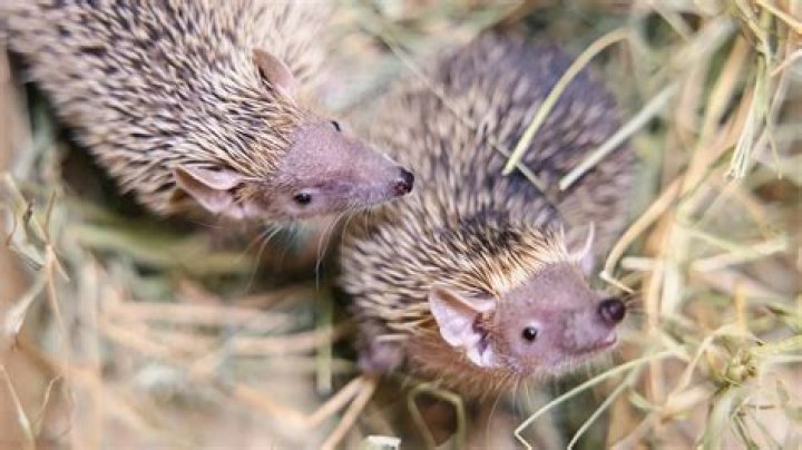 Is it legal to own a tenrec?