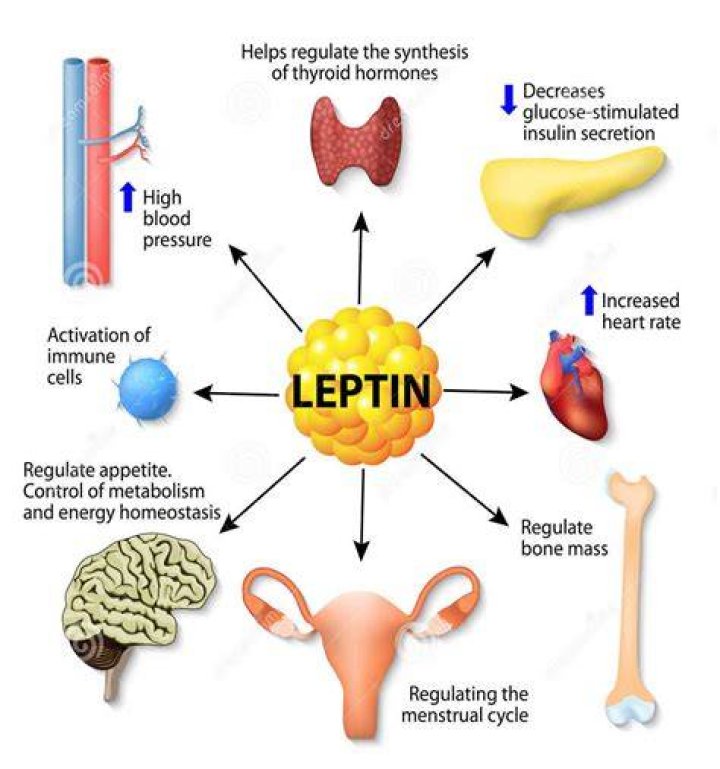 Is leptin approved for weight loss?