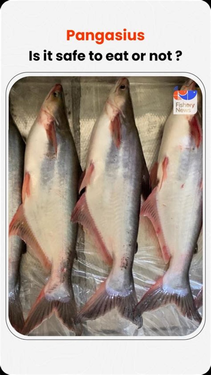 Is pangasius fish safe to eat?