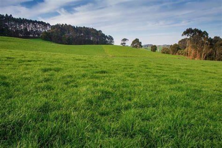 Is ryegrass good for pasture?