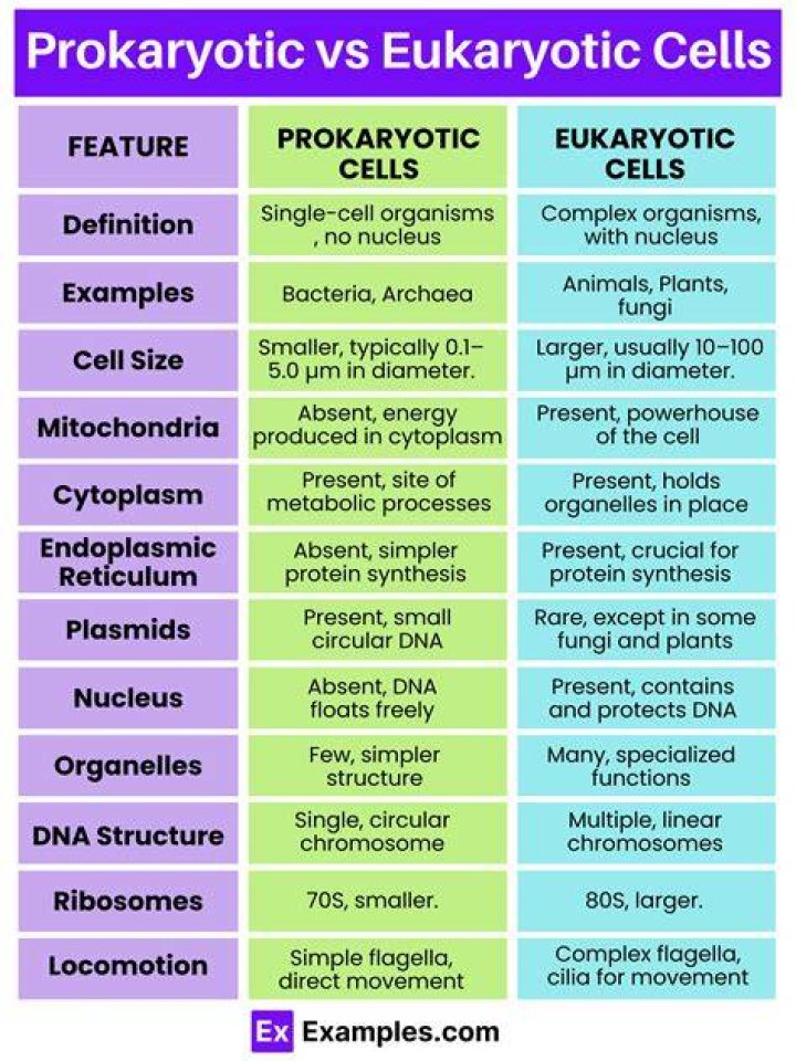 Is there a difference between DNA in eukaryotes and DNA in prokaryotes?