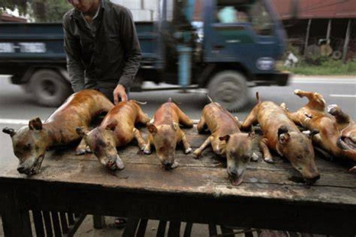 Is there a dog meat trade in Thailand?