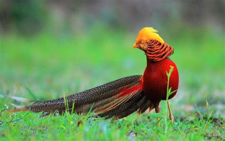 Is there an actual phoenix bird?