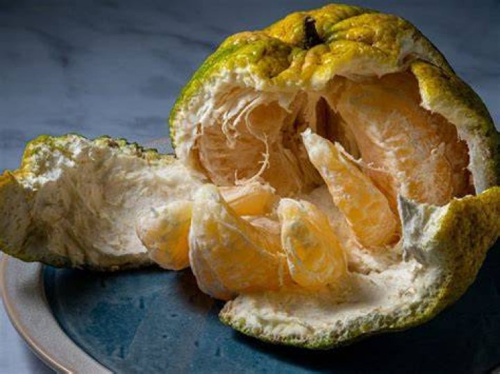 Is ugli fruit a hybrid?