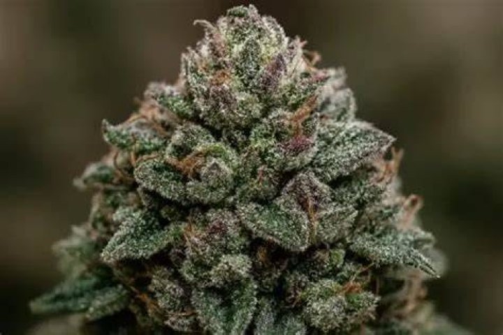 Is Violator Kush good?