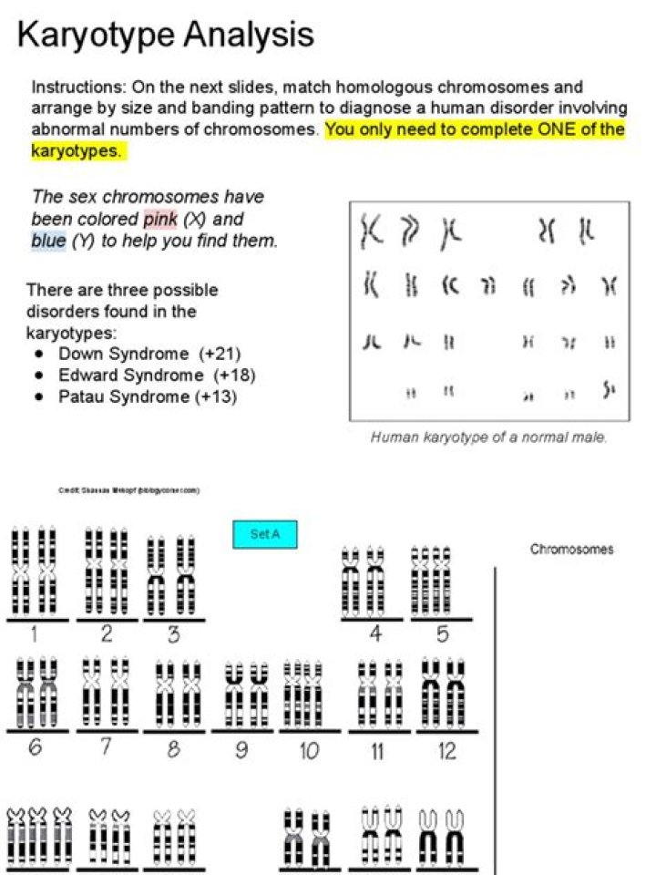 Karyotype Questions & Answers: Expert PDF Guide