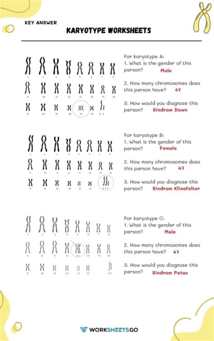 Karyotype Worksheet Answer Key PDF – Accurate Genetics Practice