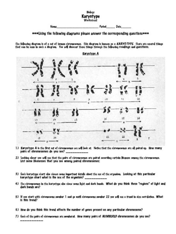Download Free Karyotype Worksheet PDF for Genetic Analysis