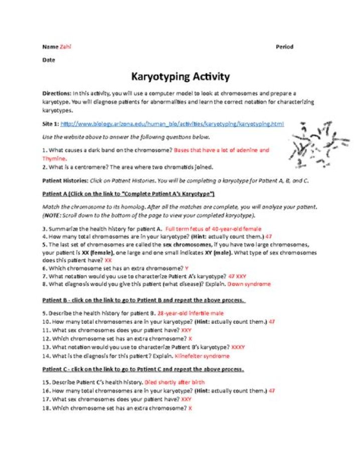 Karyotyping Activity Answer Key PDF: Accurate Results & Quick Grading