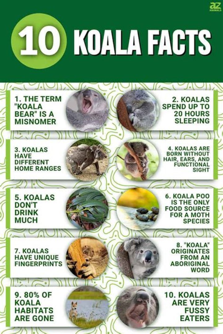 Koala Fact Sheet PDF: Essential Information for Wildlife Enthusiasts