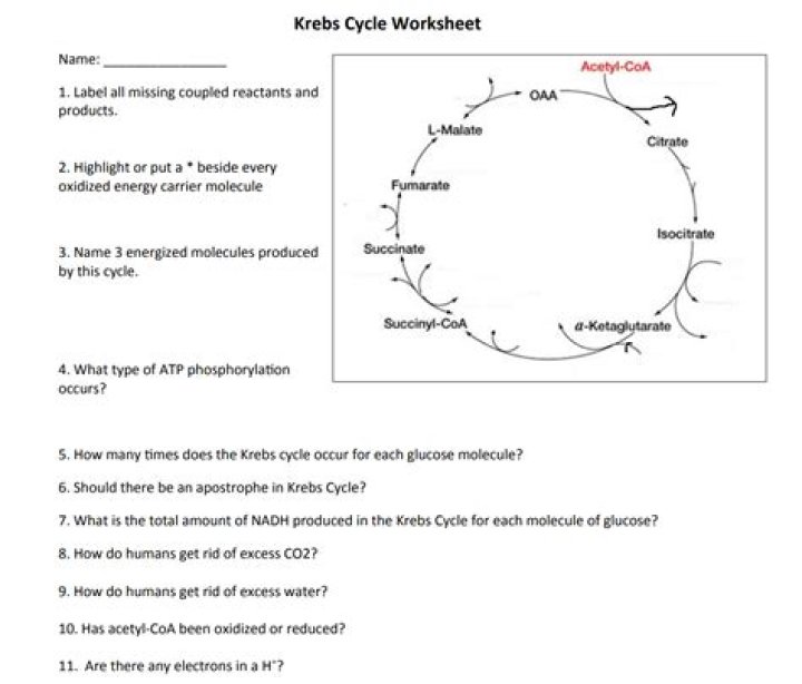 Krebs Cycle Questions & Answers PDF: Expert Guide to Metabolic Pathways