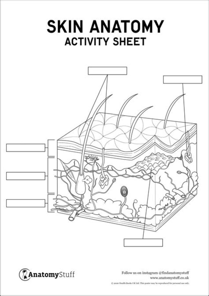 Label Skin Diagram Worksheet PDF – Free Printable Educational Resource