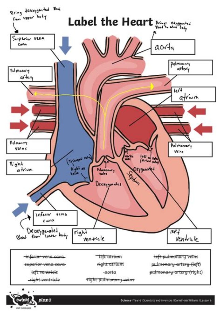Label the Heart Worksheet PDF for Easy Anatomy Learning