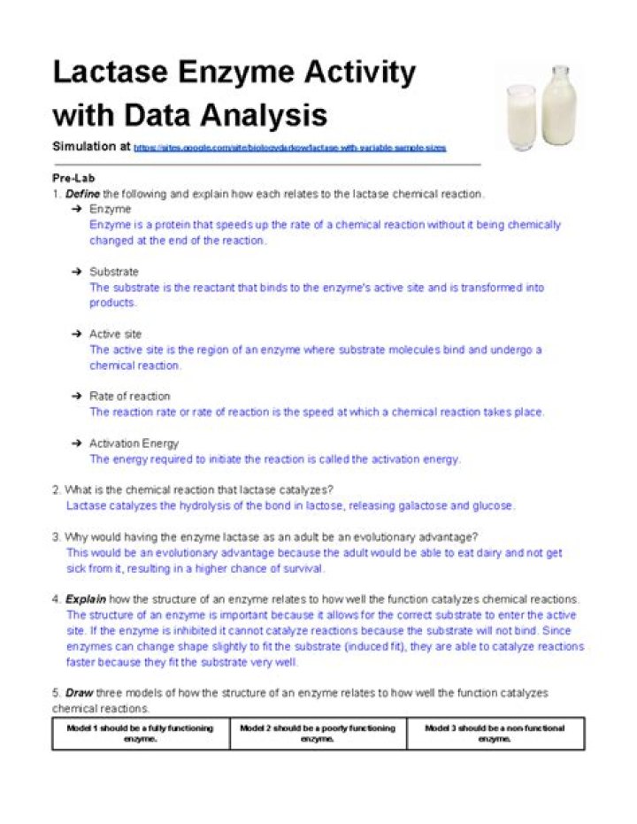 Lactase Enzyme Activity Data Analysis Answer Key PDF