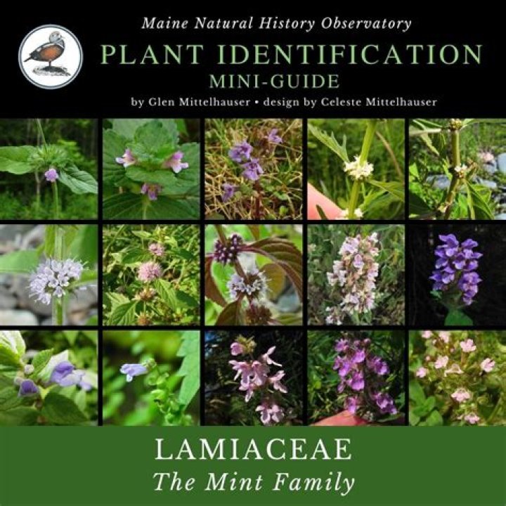 Lamiaceae Family Plants List PDF: Complete Guide to Herbs & Medicinal Species