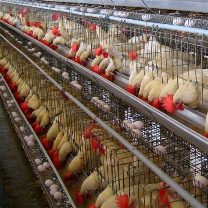 Comprehensive Layer Chicken Management PDF Guide
