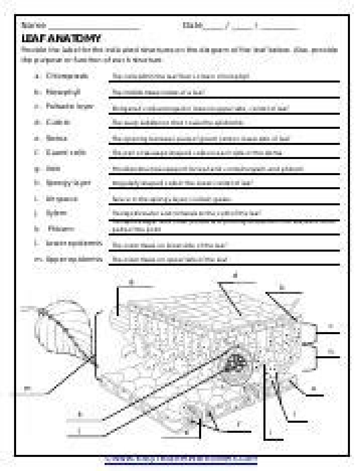 Leaf Anatomy Answer Key PDF – Master Plant Structure Quickly