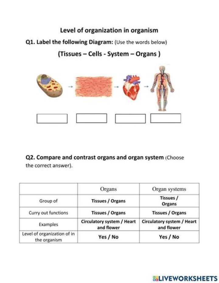 Levels of Organization in the Human Body Worksheet PDF for Students