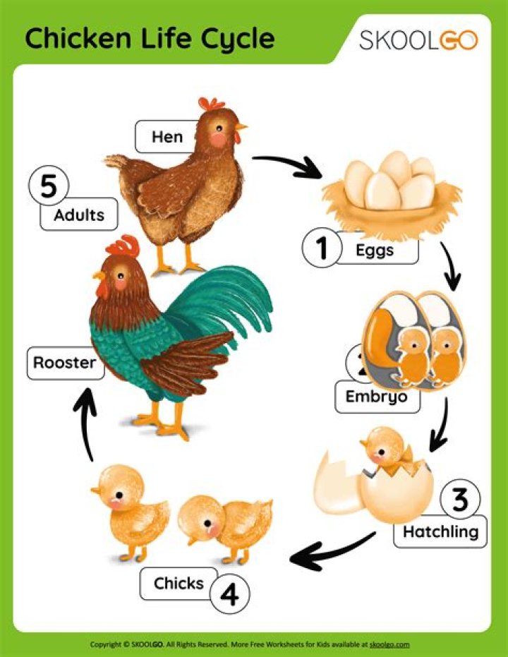 Life Cycle of a Chicken Worksheet PDF – Free Printable Learning Tool