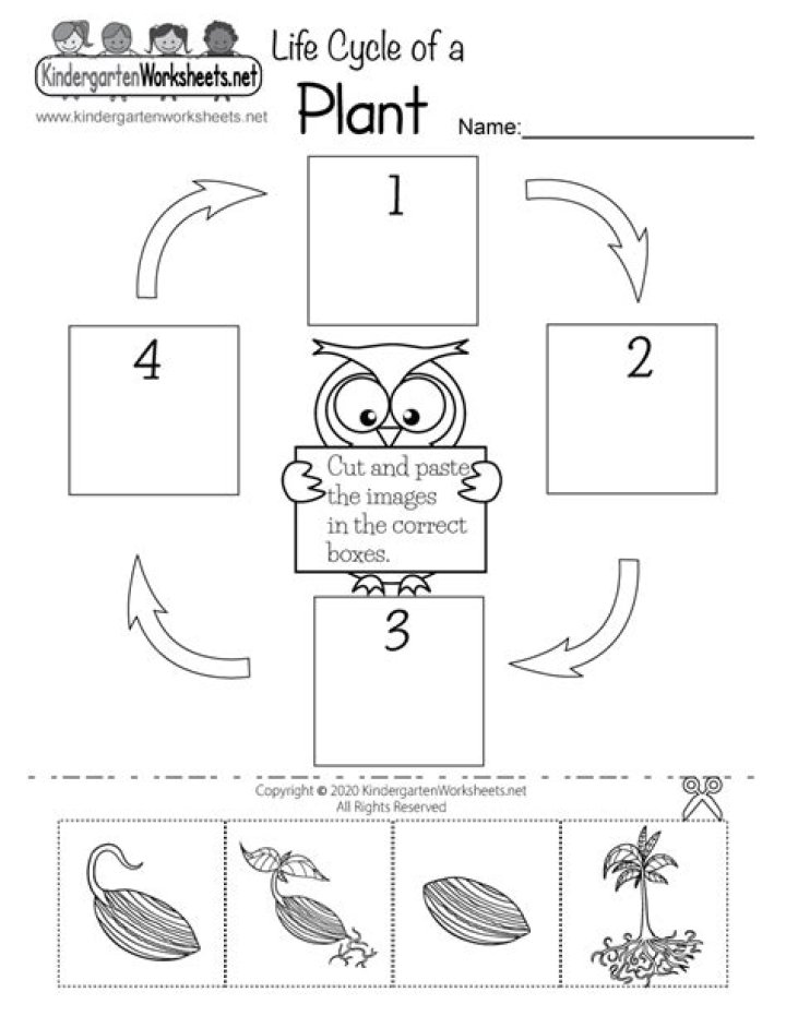 Life Cycle of a Plant Worksheet for Kindergarten PDF