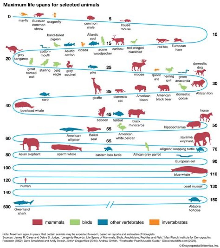 Animal Lifespan List PDF with Pictures: Full Guide