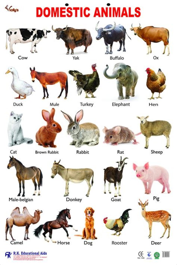 Lifespan of Animals List PDF: Complete Guide to Animal Lifespans