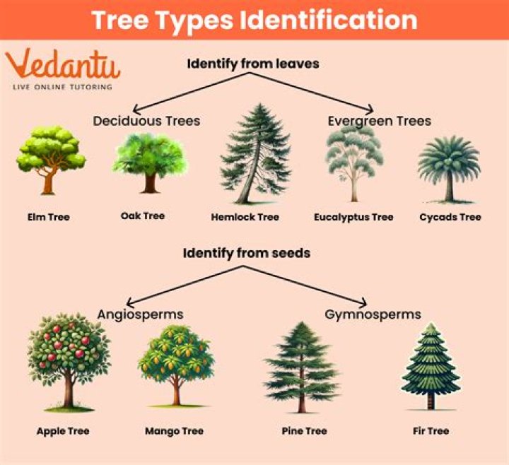 Lifespan of Trees List PDF: Full Guide to Tree Longevity