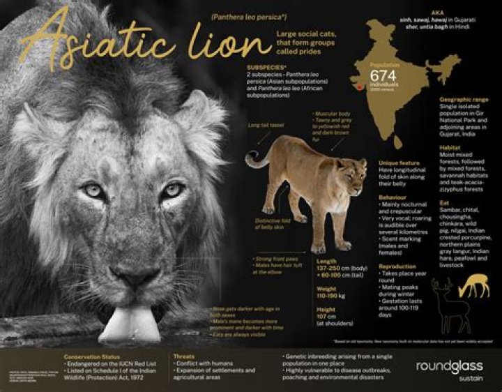 Lion Fact Sheet PDF – Complete Wildlife Facts & Information