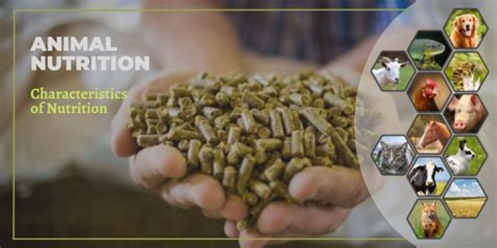 10 Key Importance of Animal Nutrition PDF for Optimal Health