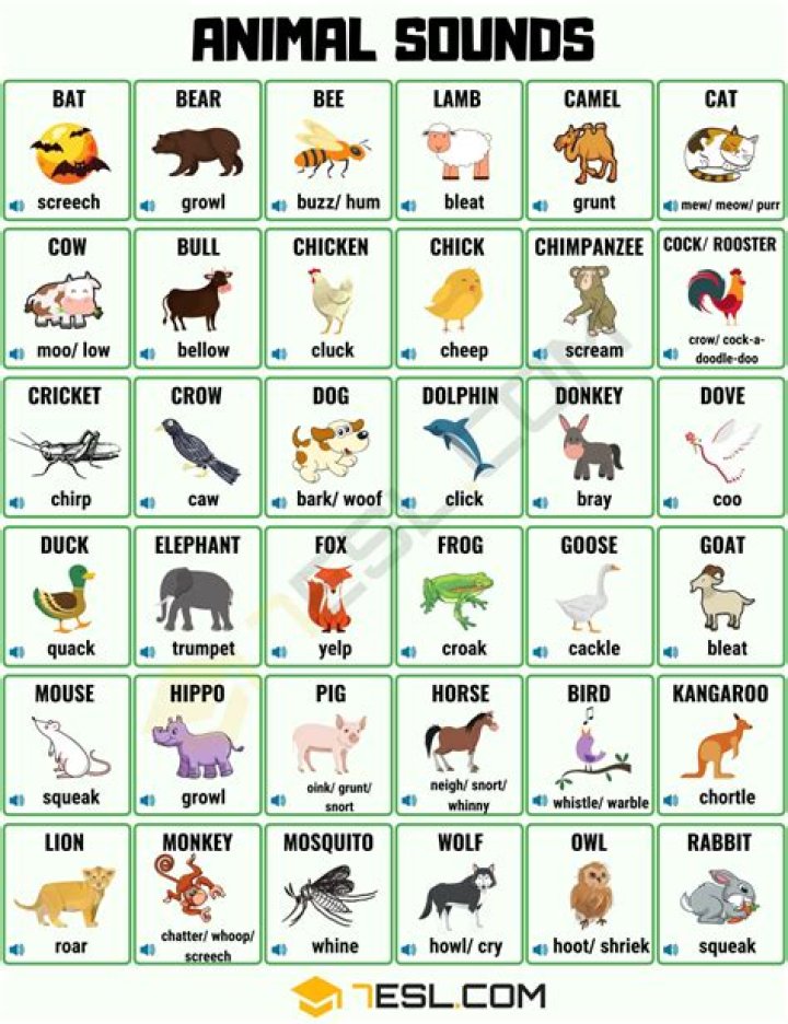 Free List of Animal Sounds PDF – Download Animal Sounds Now