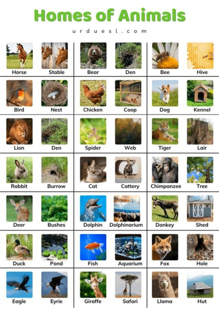 Animal Homes PDF: Complete List of Animals and Their Homes