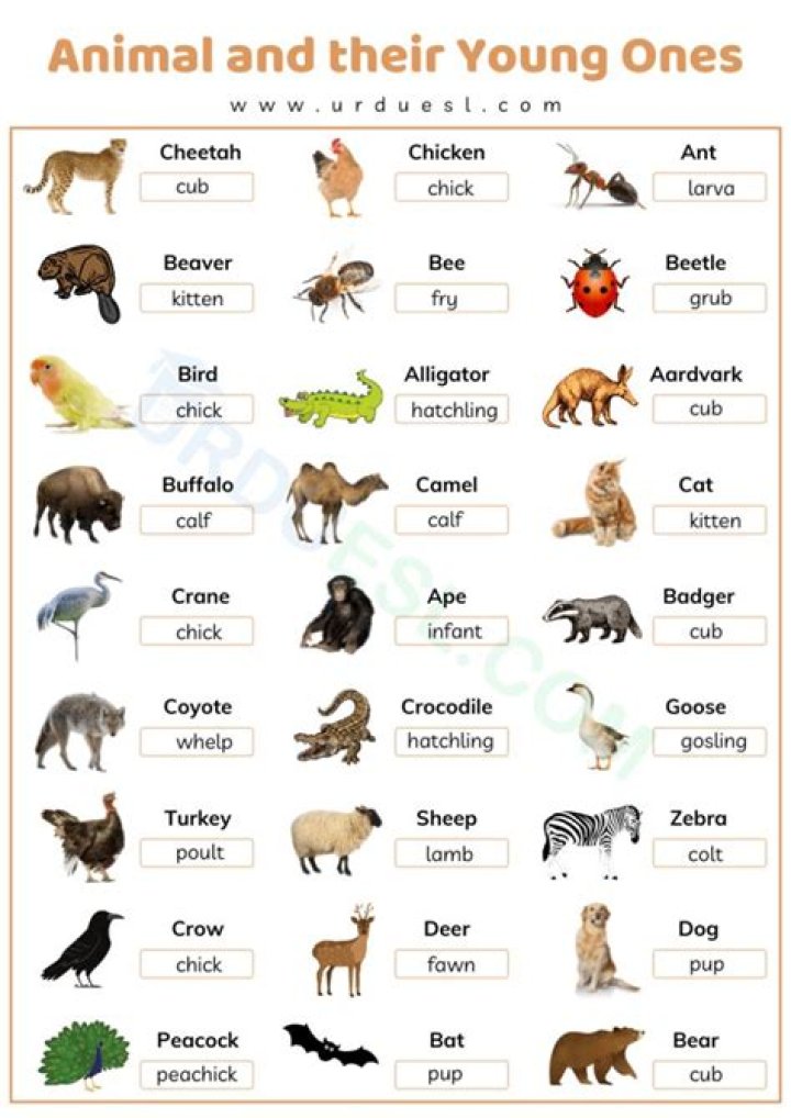 Complete List of Animals and Their Young Ones PDF