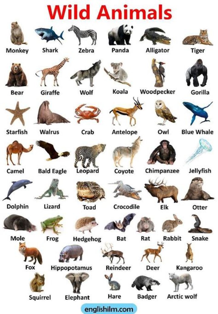 List of Animals with Pictures PDF for Kids & Learners