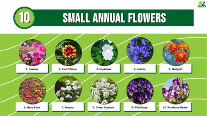 Annual Flowers Arizona List with Pictures PDF – Complete Gardening Guide