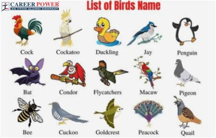 Complete List of Birds PDF: Free Download