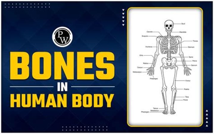Complete List of Human Body Bones PDF for Easy Reference