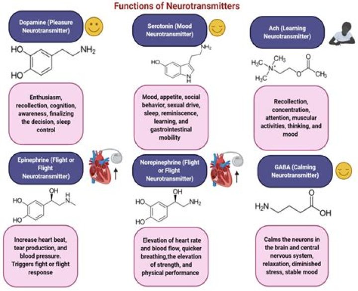 Essential List of Brain Chemicals and Their Functions PDF – Understanding Neurotransmitters