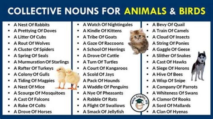 Free List of Collective Nouns for Animals PDF Download