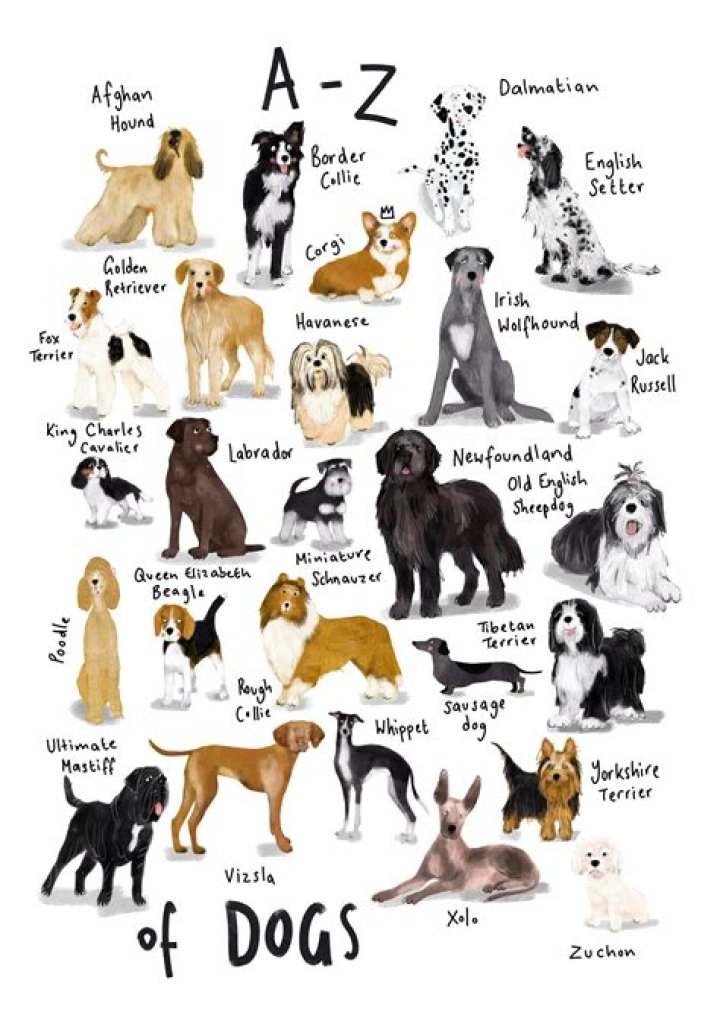 Complete List of Dog Breeds A-Z PDF – Download Now
