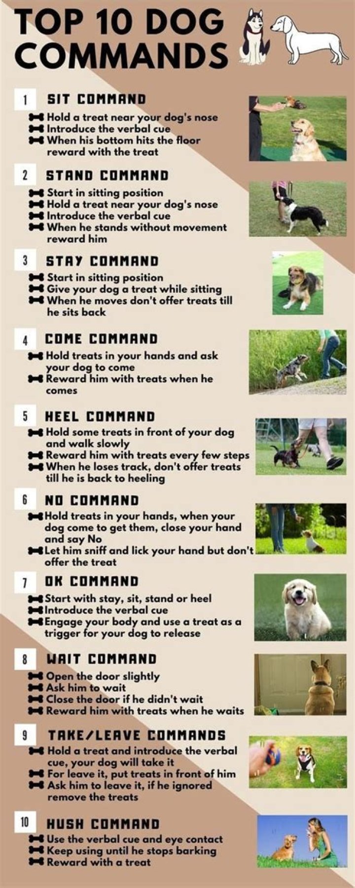 Download the Ultimate List of Dog Commands PDF