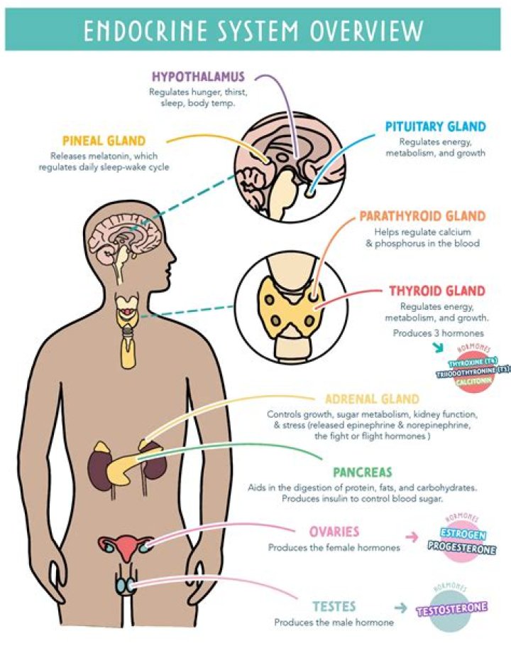 Comprehensive List of Endocrine Glands, Their Hormones, and Functions – PDF Guide