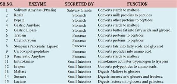 Comprehensive List of Enzymes and Their Functions PDF Guide