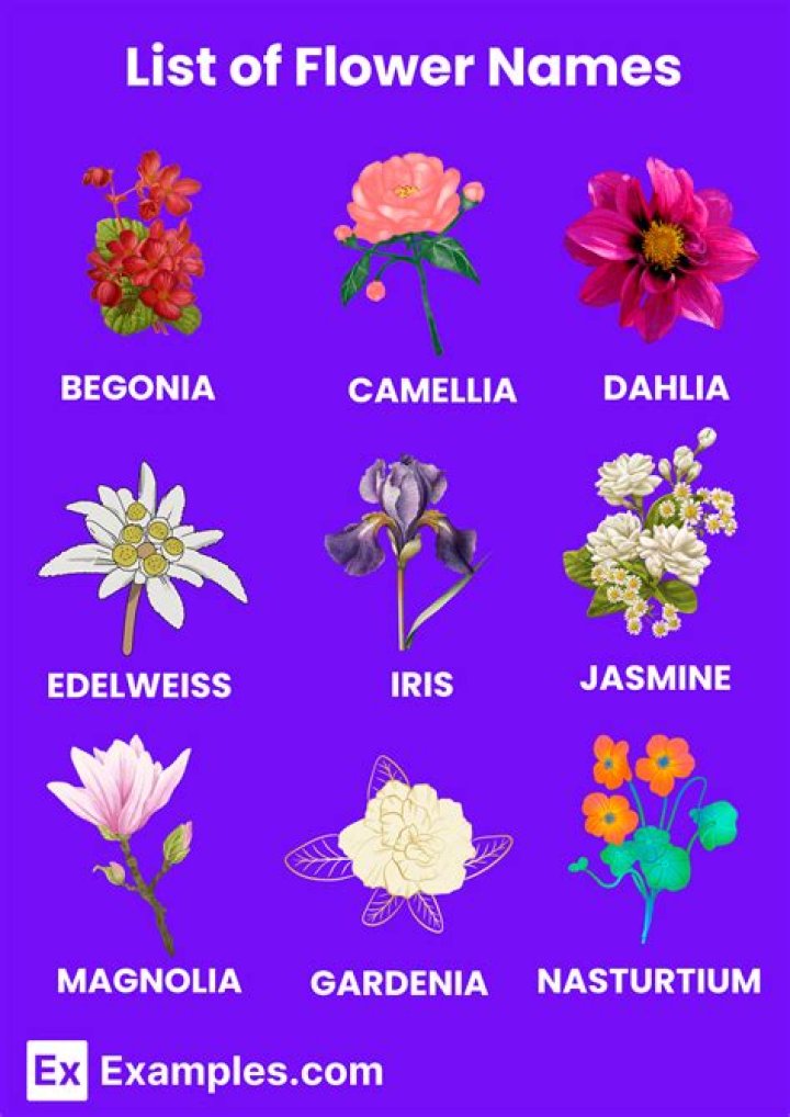 List of Flower Farms in Kenya PDF – Comprehensive Guide