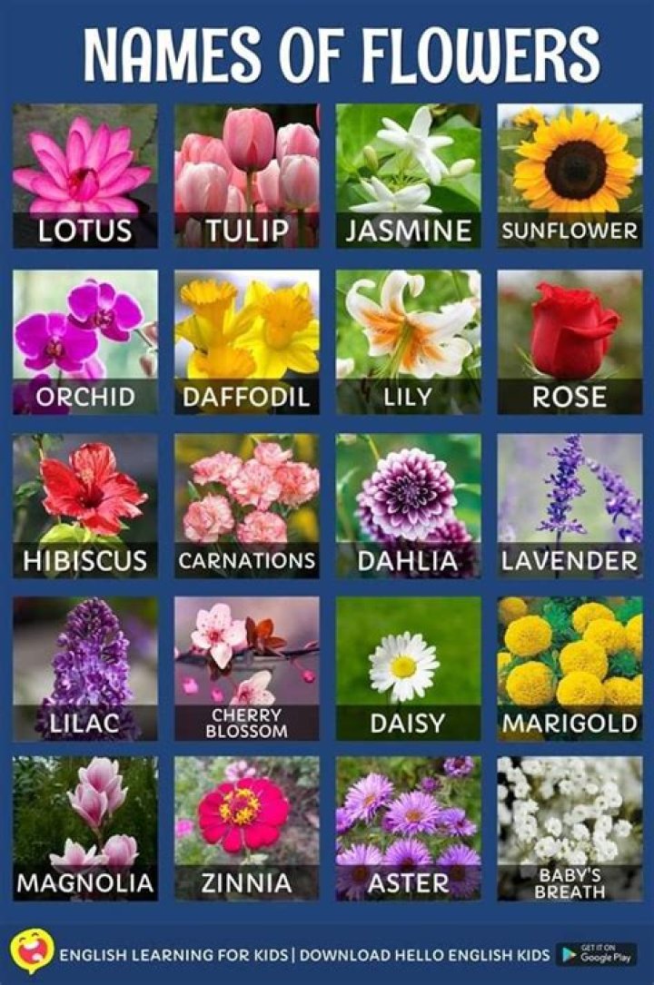 Flower List with Pictures PDF – Download Free Botanical Guide