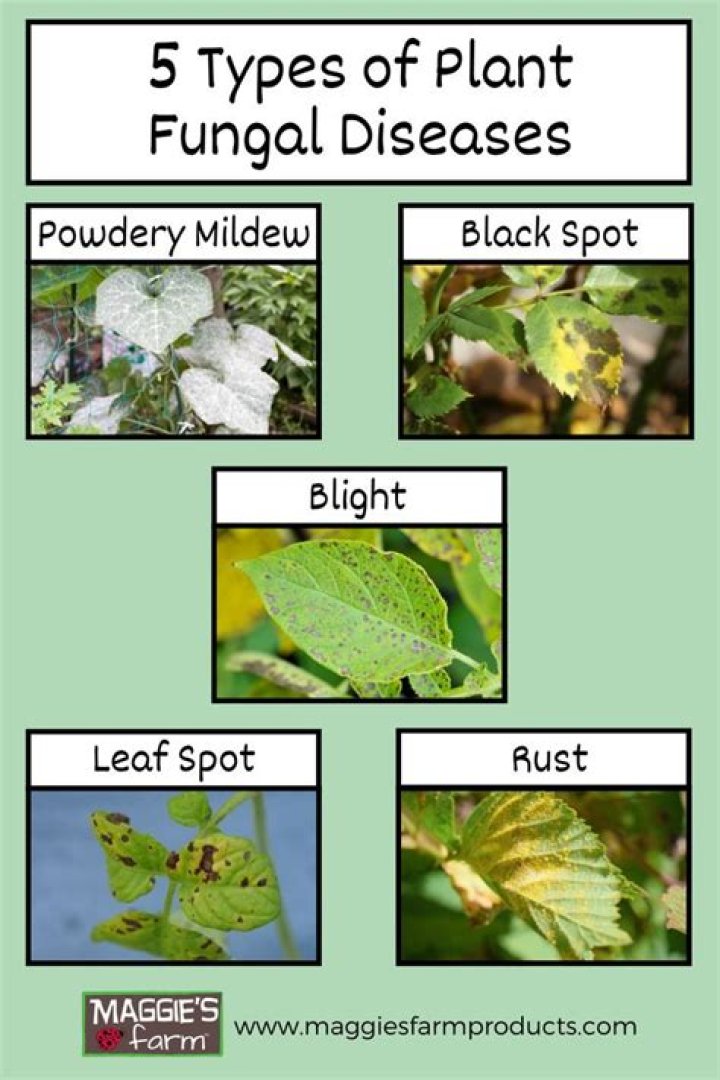 List of Fungal Diseases in Plants PDF: A Comprehensive Guide