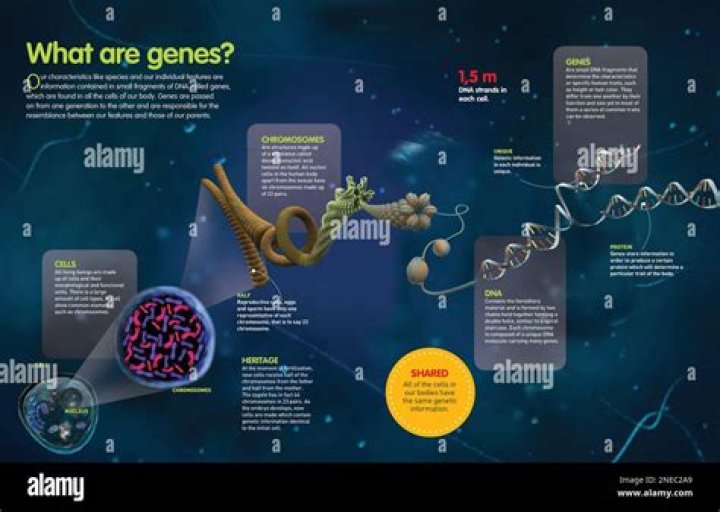 Comprehensive List of Genes and Their Functions PDF