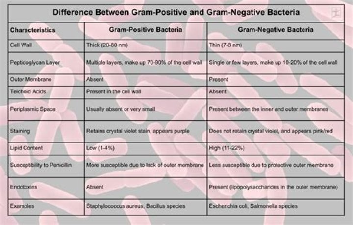 Comprehensive List of Gram Positive and Gram Negative Bacteria PDF