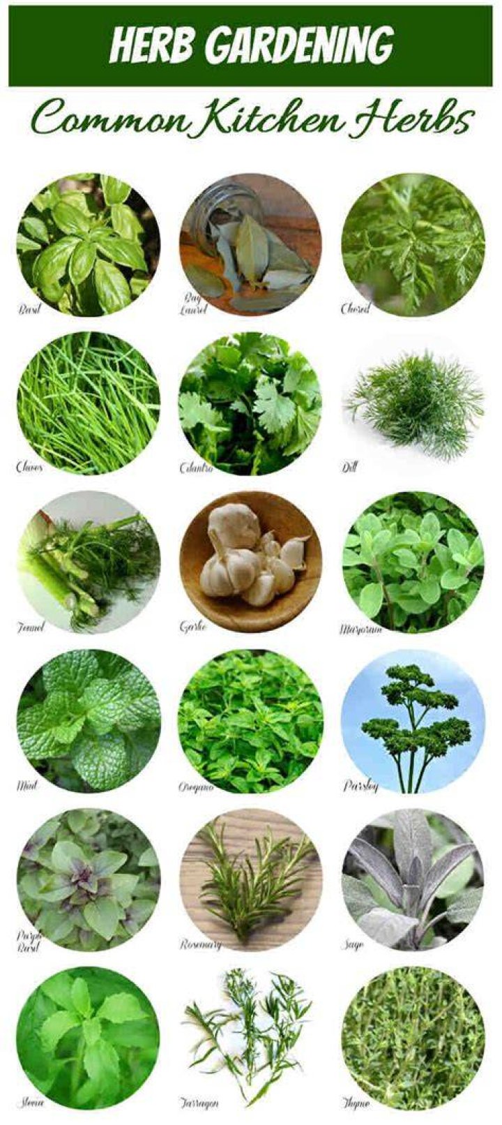 List of Herbs with Pictures PDF: Complete Guide & Visual Reference